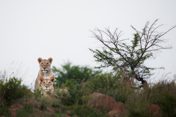 Cheetah Ridge Lodge Lion Game Drive Nambiti Private Game Reserve